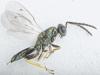 Stenomalina sp.